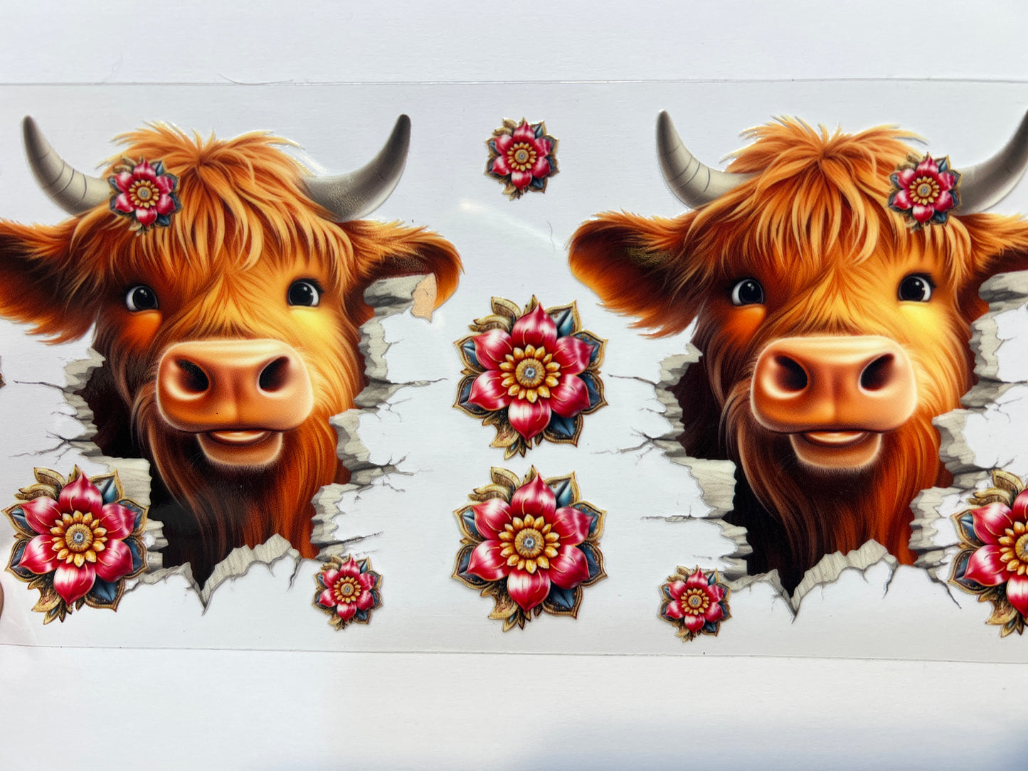 A26 break through cow